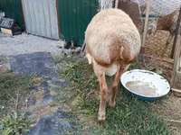 Қошқар, Rhon sheep — 3-сурет