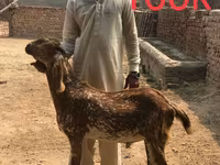 Cabras (lote, sexo não especificado), Najdi goat — foto 3