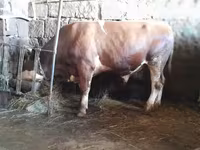 Bulle, Simmental cattle — Foto 5