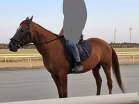 Hengst, Karabakh horse — Foto 3