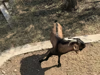 Goat, Alpine goat — photo 5