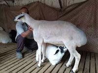 Кочкор, Гиссар койу — сүрөт 5