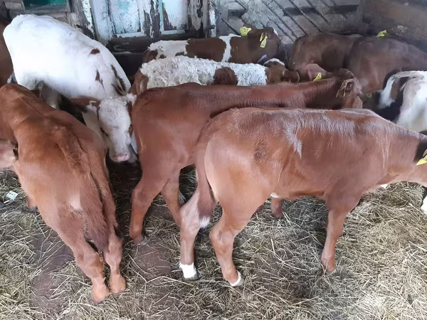 Ցուլ, Simmental cattle