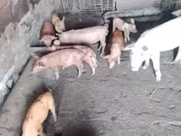 Sow, Pigs — photo 3