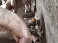 मादा सूअर, सूअर — फ़ोटो 8
