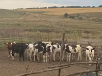公牛, Cattle — 照片 5
