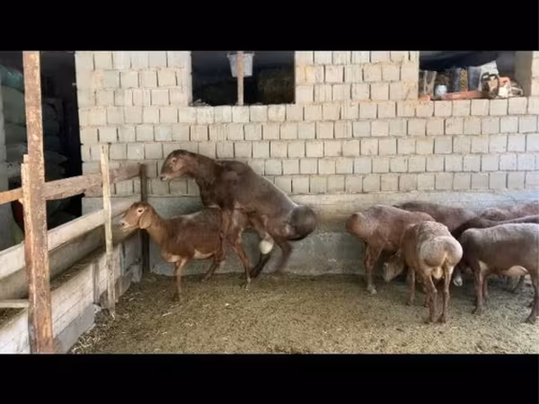 Խոյ, Hissar sheep
