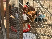 Chickens — Foto 1