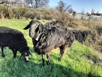 Қошқар, Tian-Shan semifinewool sheep — 5-сурет