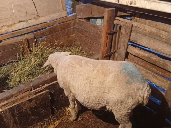 Խոյ, Merino sheep