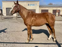 Ձի, Kustanai horse — լուսանկար 4