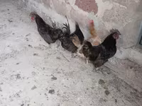 Այամ Չեմանի — լուսանկար 2