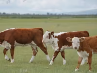 Bulle, Simmental cattle — Foto 6