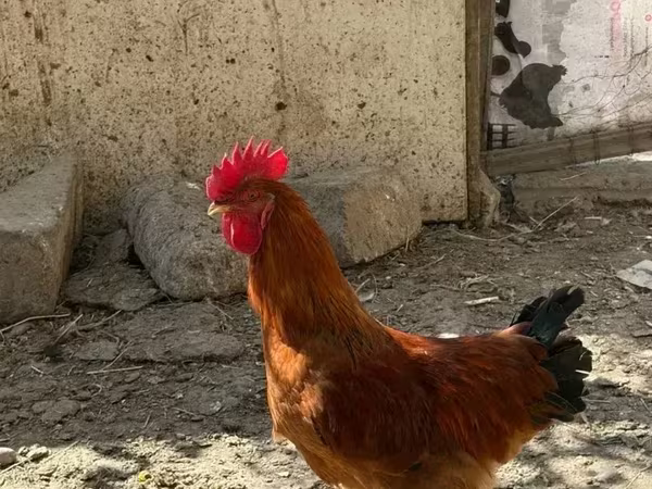 Chickens