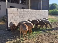 كبش, Hissar sheep — الصورة 2