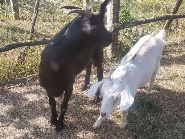 Էգ այծ, Այծեր