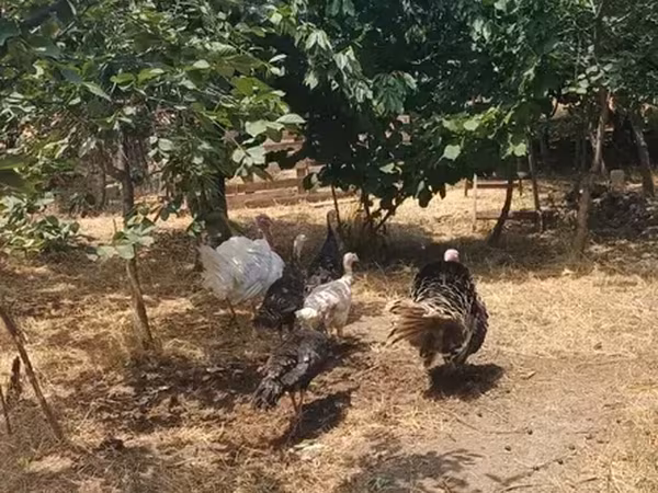 Turkeys — Armenia