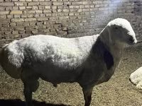 Խոյ, Afghan Arabi sheep — լուսանկար 6