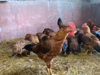 Chickens — Foto 1