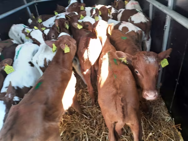Bulle, Simmental cattle