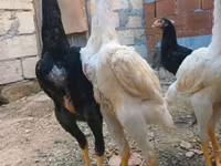 Chickens — Foto 4