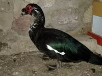 Ducks — Foto 1