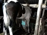 घोड़ी, घोड़े — फ़ोटो 3