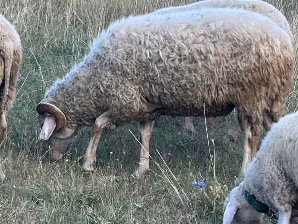 Carnero, Assaf sheep