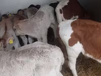 Ցուլ, Simmental cattle — լուսանկար 5
