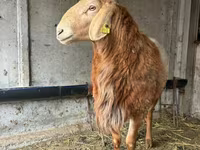 Խոյ, Arashan sheep — լուսանկար 2