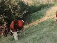 Kuh, Latvian Blue cattle — Foto 2