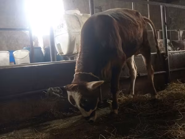 Bull, Cattle