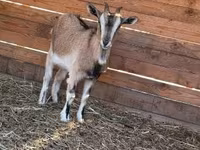 बकरी, West African dwarf goats — फ़ोटो 4