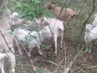 Էգ այծ, Nubian Goat — լուսանկար 1