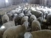 Ոչխար, Ոչխարներ — լուսանկար 1