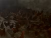 Chickens — الصورة 2