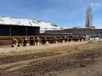 Vaca, Simmental cattle — foto 4