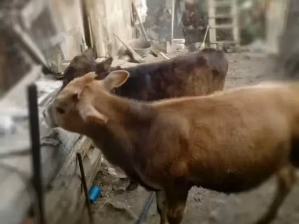 Bull, Cattle — Armenia