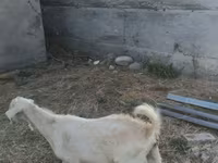 Теке, Ешкілер — 7-сурет