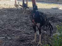 Chickens — photo 2