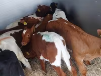 ثور, Simmental cattle — الصورة 4