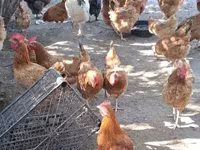 Chickens — Foto 2
