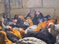 Chickens — 照片 1