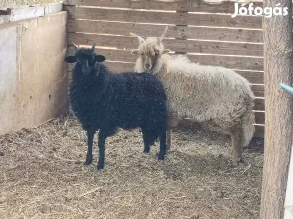 公羊, Sheep