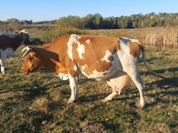Cow, Simmental cattle