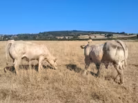 Ցուլ, Կաստա կով — լուսանկար 8