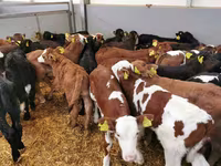 Rinder (Partie, Geschlecht nicht angegeben), Holstein-Rasse — Foto 6