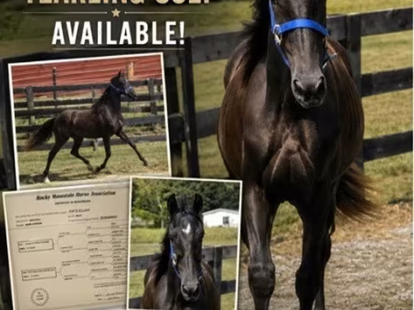 Cavalo, Rocky Mountain Horse