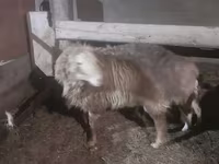 Carneiro, Hissar sheep — foto 2