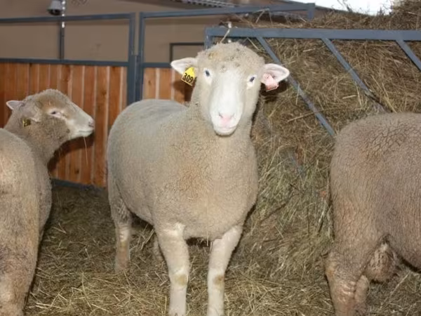 Ram, Dorset horn sheep